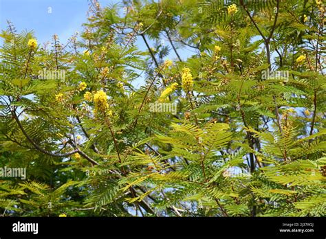 Peltophorum Africanum Banque De Photographies Et Dimages Haute