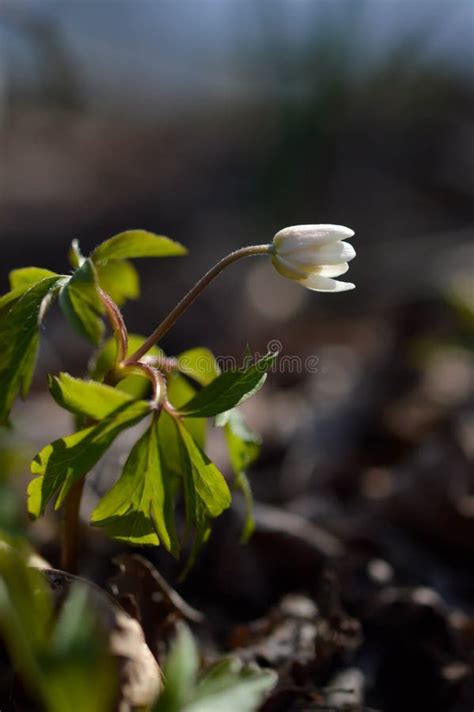 Wood Anemone Early Spring White Wildflower In Nature Stock Photo