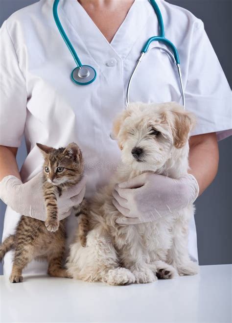 Animal Doctor Closeup With Pets Royalty Free Stock Image Image 31026156