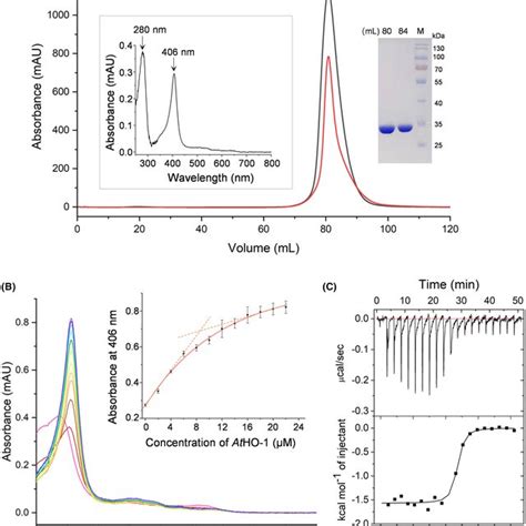 Characterization Of Purified AtHO1 Protein A The SEC Profile