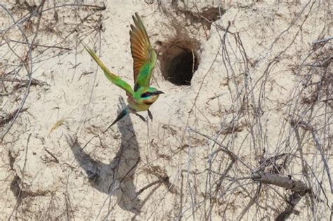 Rainbow Bee Eaters Nesting Season - Australian Photography