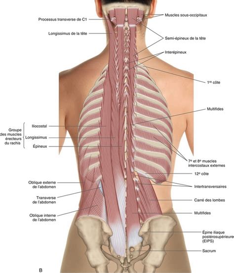 Muscles Du Rachis Et De La Cage Thoracique Medicine Key