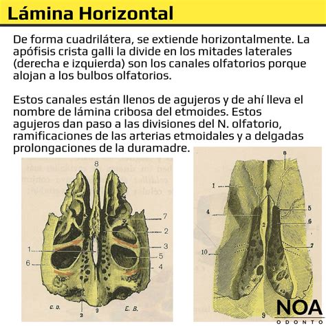 Hueso Etmoides Resumen Completo