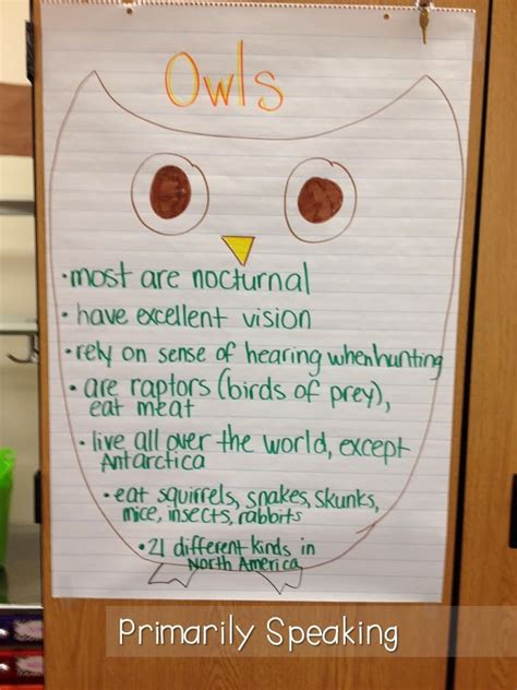 Owl Facts For Kindergarten