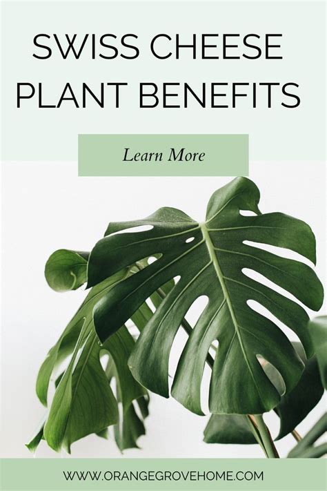 Swiss Cheese Plant Benefits Monstera Deliciosa Benefits Indoor House Plants For Home Decor