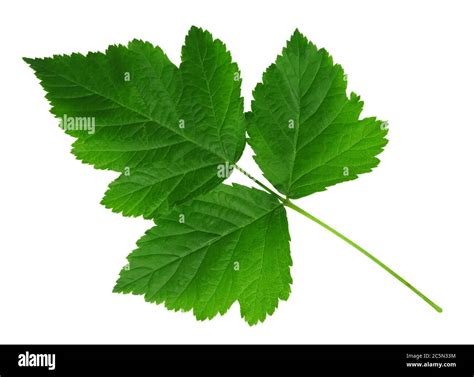 Hoja Verde De Frambuesas Aisladas Sobre Blanco Con Ruta De Recorte