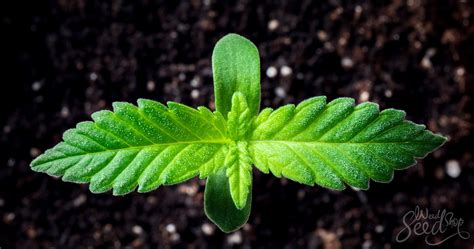 Cannabis Seedling Stage A Week By Week Guide Weedseedshop