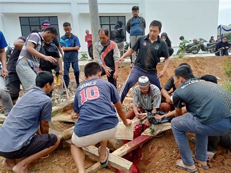 Silaturahmi Berbagi Idul Adha 1444 H Kejari Muara Enim Potong 2 Ekor