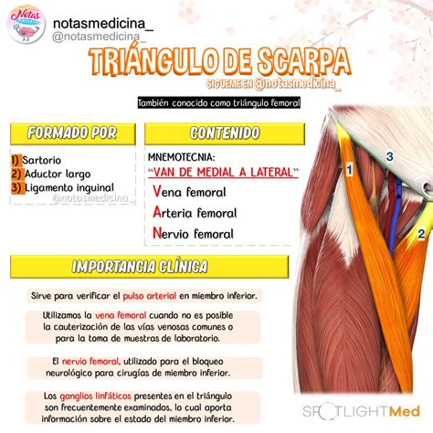 Triangulo Femoral Tobias Manriquez Outros