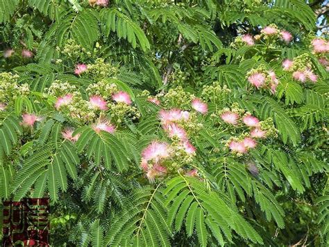 25 Mimosa Persian Silk Tree Albizia Julibrissin Seeds Etsy