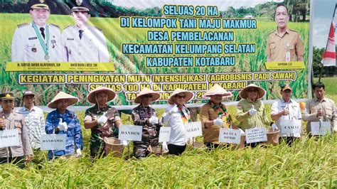 Panen Padi Sawah Di Desa Pembelacanan Sekda Berharap Petani Konsisten