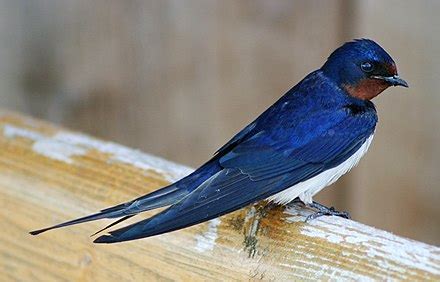 Hirundo rustica - Wikipedia