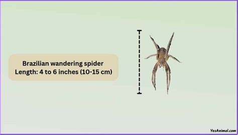 Brazilian Wandering Spider Size: Explained & Compared