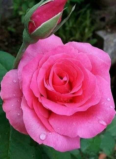 Pin By Roberto Santana On Naturezas Em Plantas Beautiful Rose Flowers