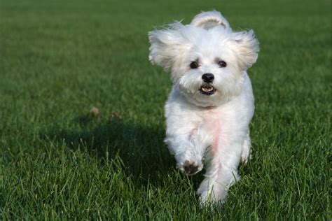 Alimentation du bichon maltais choisir le meilleur régime pour sa