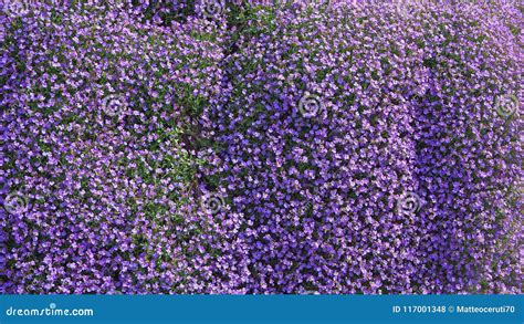 Aubrieta Or Aubretia Flowers In Full Bloom On A Sunny Spring Day Stock