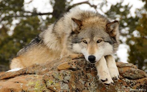 Hd Resting Wolf Wallpaper Download Free 111042