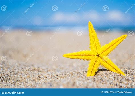 Estrela Do Mar Na Praia Foto De Stock Imagem De Azul