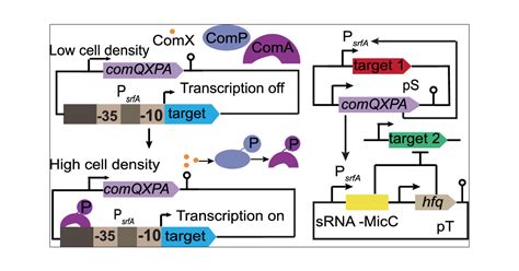 Engineering A Bifunctional ComQXPA PsrfA Quorum Sensing Circuit For