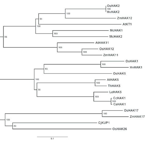 Phylogenetic Tree Of The Proteins Of The Kup Hak Kt Transporter