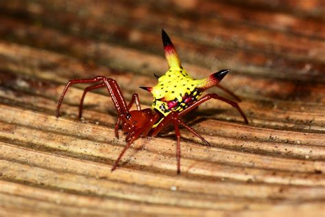 Why This Spider Has a Cartoonish Butt