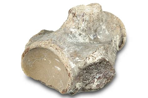 2.9" Fossil Mosasaur (Halisaurus) Dorsal Vertebra - Texas (#284476) For ...