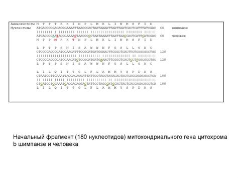 Эмбриологические доказательства презентация онлайн