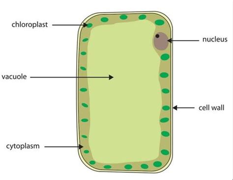 Diagrams Of Animal And Plant Cells Plants And Animals Social