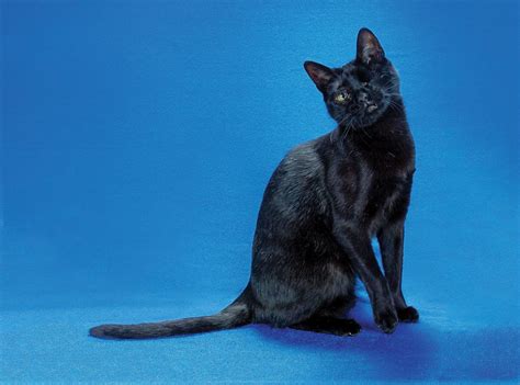 Egyptian Cat Breeds 59 Off
