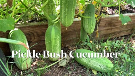 Growing Pickle Bush Cucumber In A Raised Bed Youtube