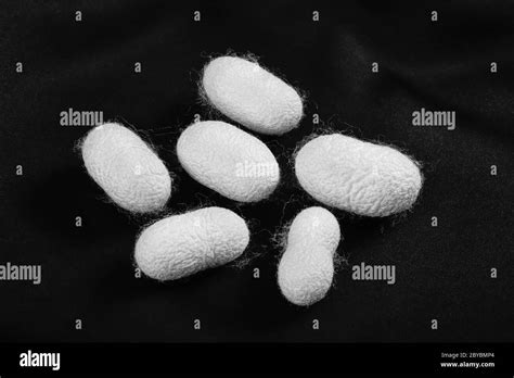 Egg To Cocoon Black And White Stock Photos And Images Alamy