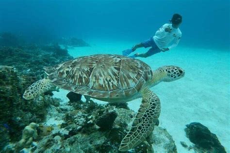 Cozumel Catamaran Snorkelling Tour To El Cielo Beach