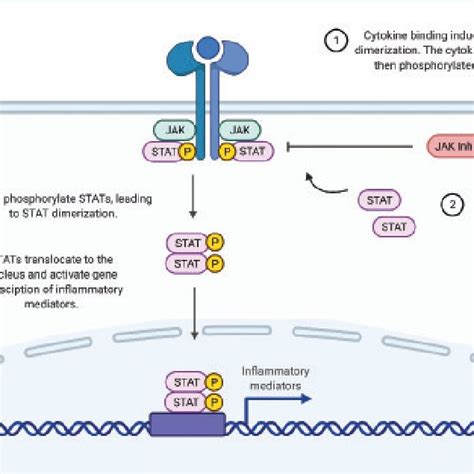 Pdf Review On Novel Oral Therapies For Psoriasis