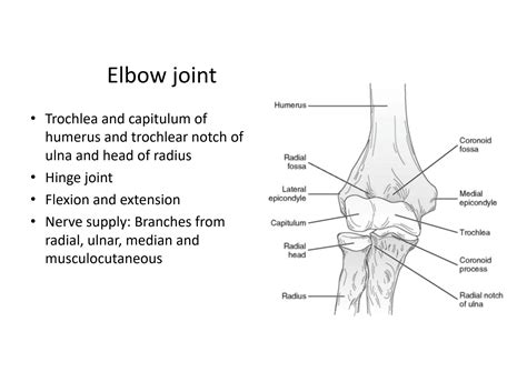 Solution Elbow Joints Cubital Fossa Studypool