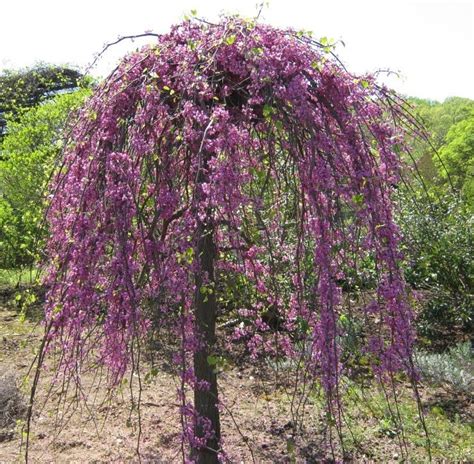 Cercis Canadensis Ruby Falls Image Photo Taken On October 14 2010 In