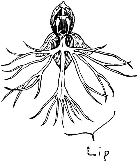 Fringed Orchid | ClipArt ETC