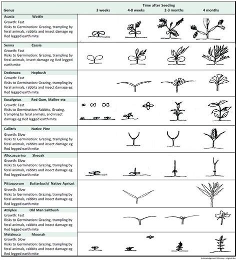 Seedling Identification Guide
