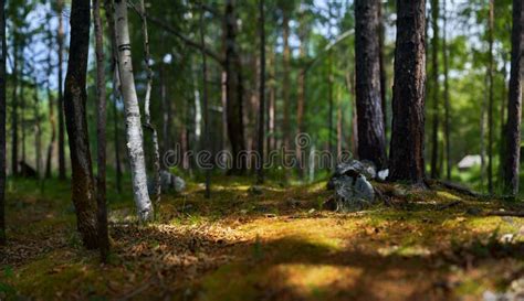 Panoramic Landscape In The Forest Stock Photo Image Of Wildlife