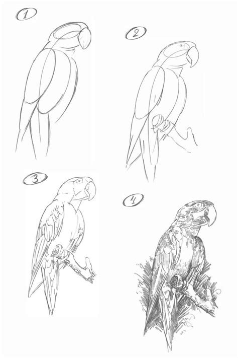 How to draw a parrot. Step-by-step tutorial. | Parrot drawing, Animal ...