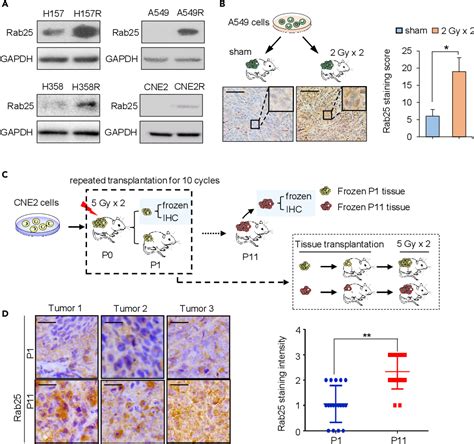 Figure From Rab Mediated Egfr Recycling Causes Tumor Acquired