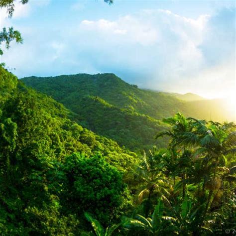 Lista Foto Que Plantas Hay En El Clima Tropical Lleno