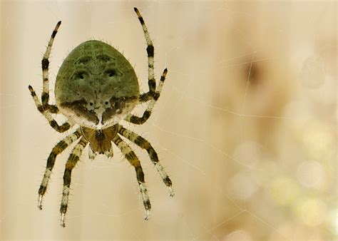 A Cat Face Spider Outside My Window in Colorado, Araneus gemmoides : spiders