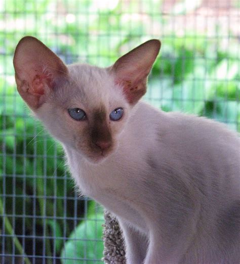 Chatterie Sous le Saule - The Cats