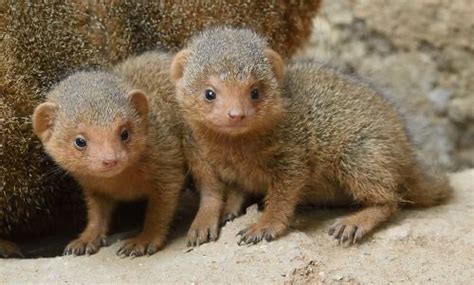 A Trio Of Dwarf Mongoose Pups Were Recently Born At The San Diego Zoo