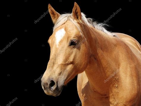 Close-up golden palomino horse — Stock Photo © Mirage3 #1969627