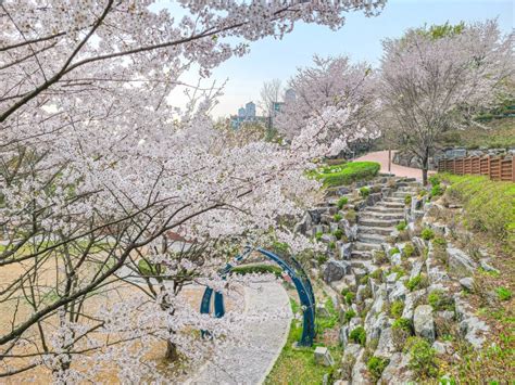 용인여행 용인 숨은 벚꽃 명소 한적하고 나만 알고 싶은 소실봉공원 경기도 용인시 웰로