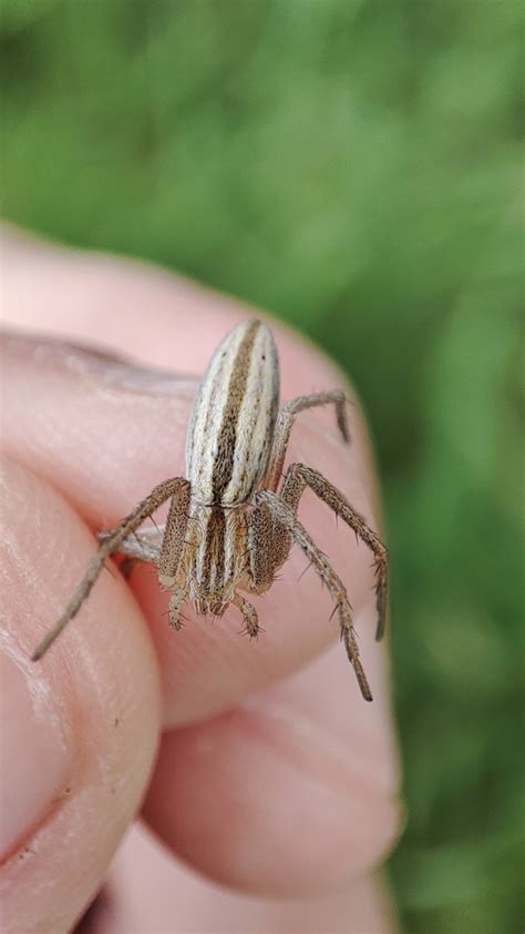 Entelegyne Spiders From 69270 Saint Romain Au Mont Dor France On May