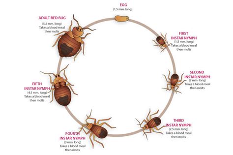 Bed Bug Life Cycle - Apex Pest Control