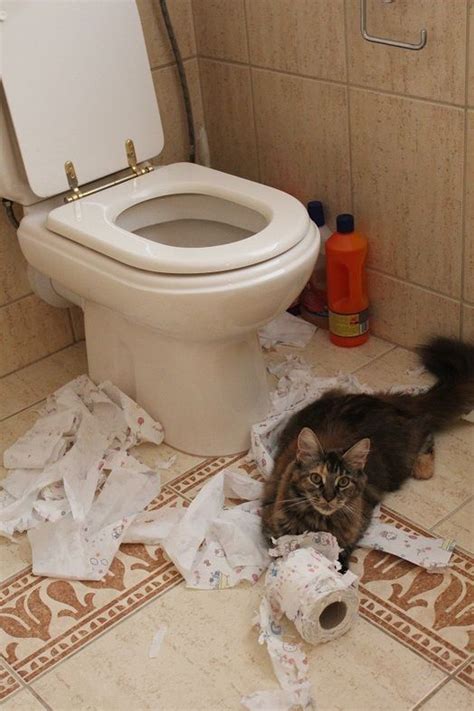 Best Images About Cats Shredding Tp On Pinterest Cats For