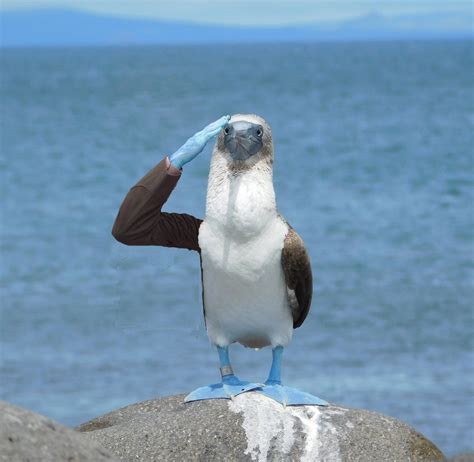 Birds With Arms